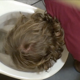 A voyeur cameraman captures an unsuspecting woman as she vomits and pisses into a public toilet stall. Mess is clearly seen. Presented in 720P HD format. About 1.5 minutes.